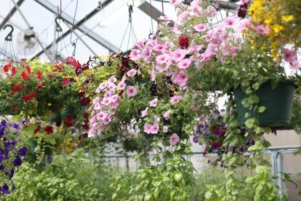 Nana's Bloomers – Montana's largest greenhouse and nursery