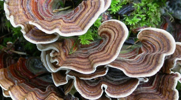 Turkey Tail Extract - 2oz Bottle - Image 2